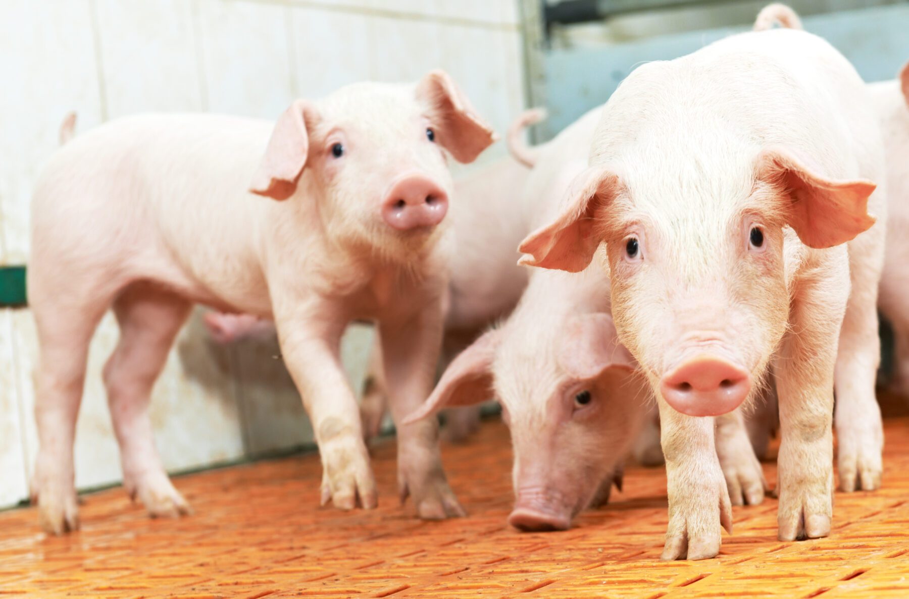 Use of Protected Benzoic Acid on Weaned Piglets' Diet