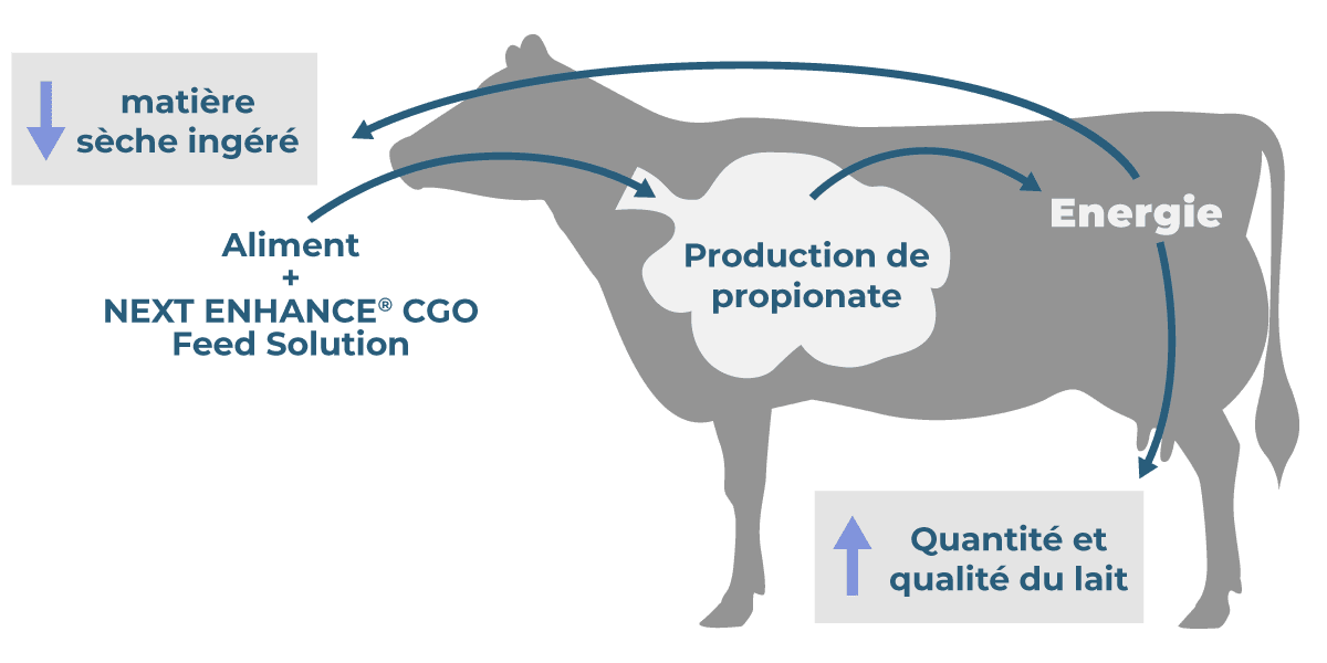 cgo cow - feed to milk 