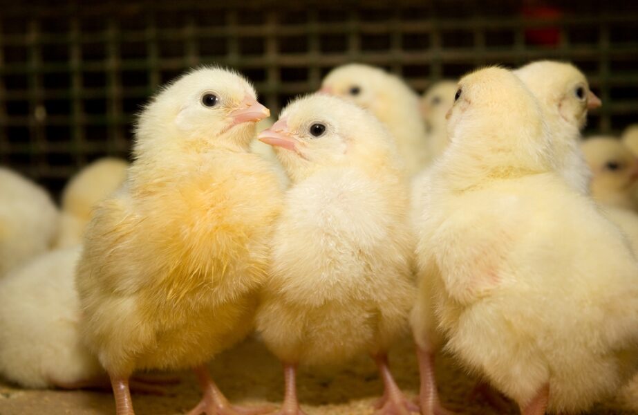 Chicks huddling together
