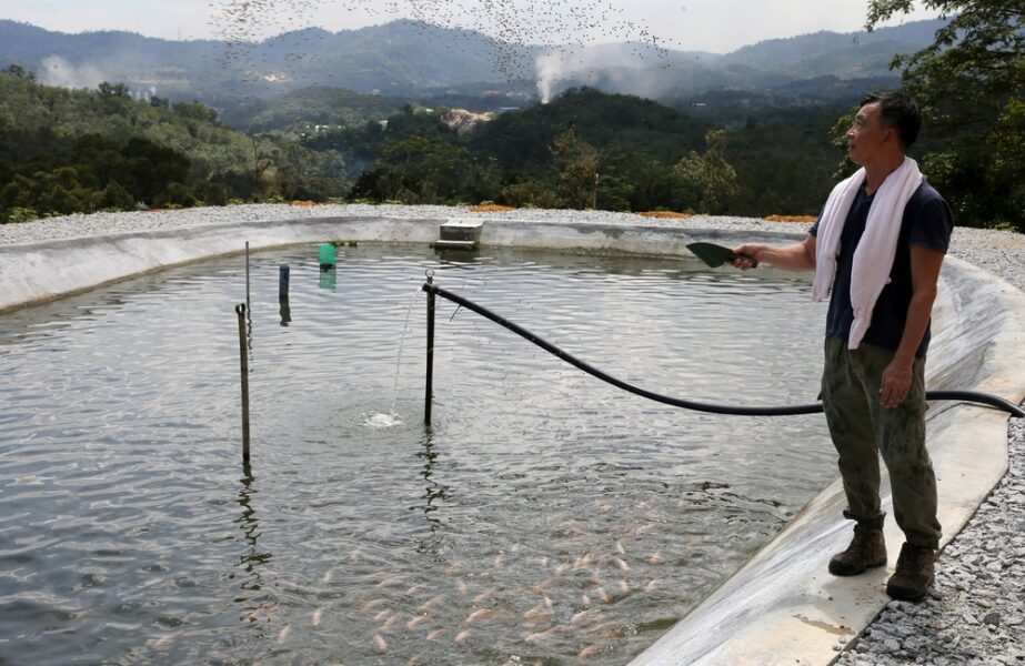 A man next to an aquaculture pool, adding feed to the water
