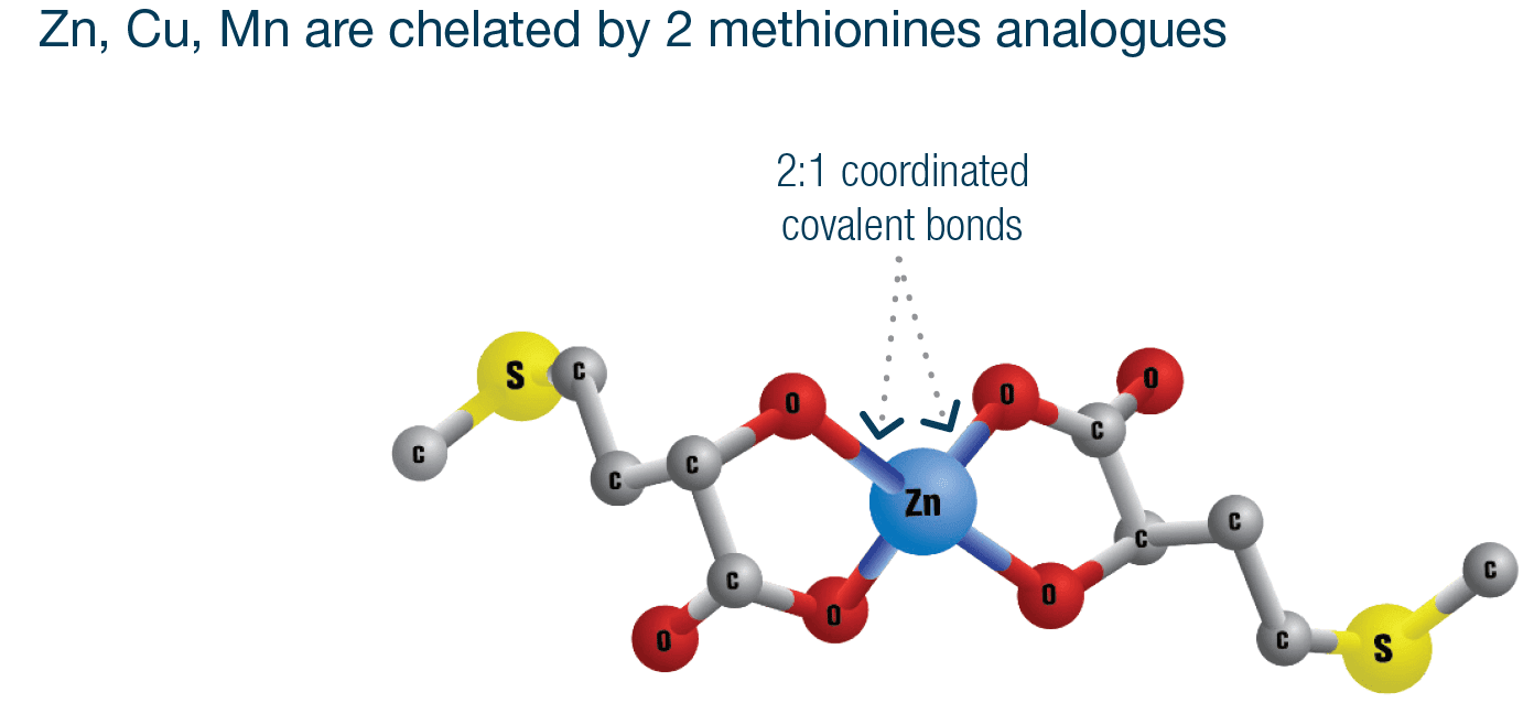 Zn, Cu, Mn are chelated by 2 methionines analogues