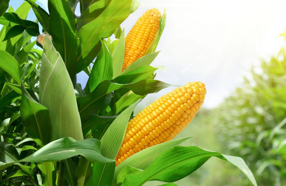 corn on stalks