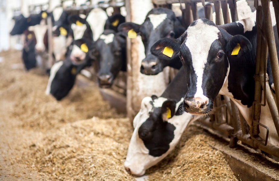 dairy cows eating