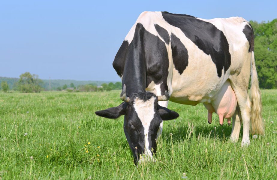 dairy cow eating in pasture