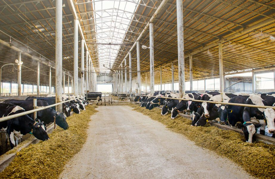 dairy cow shed