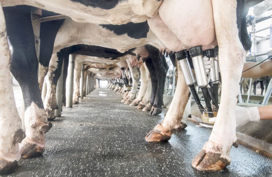 dairy cow milking