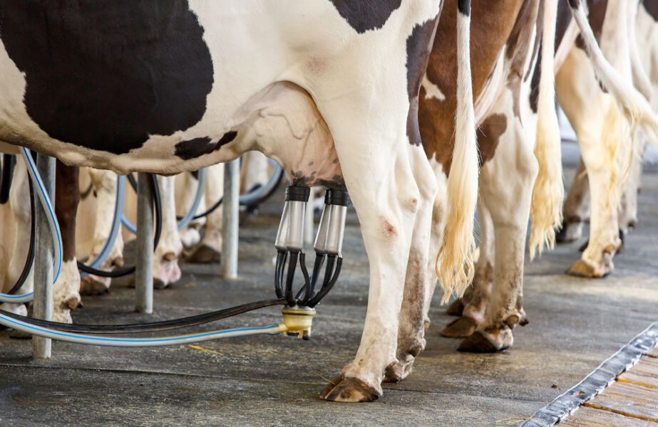 cows being milked by machines
