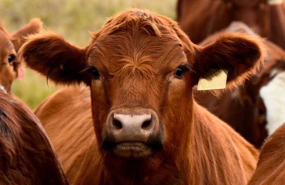 Red Faced Beef Cow