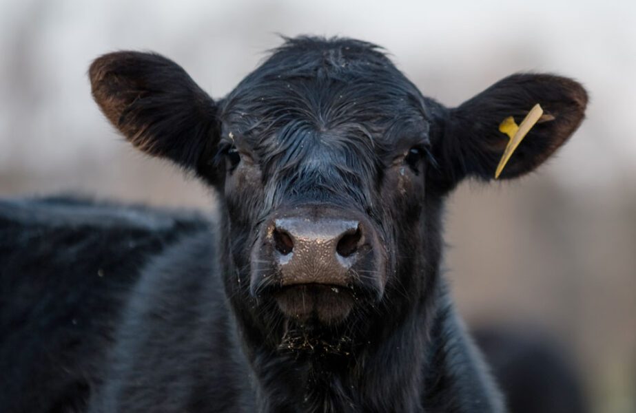 Black Angus Cow