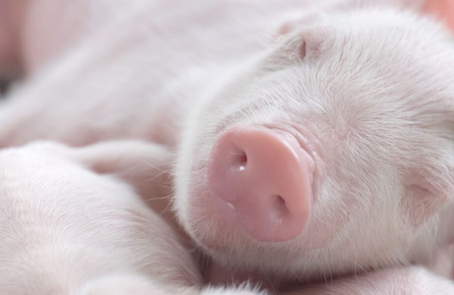 Piglet Sleeping