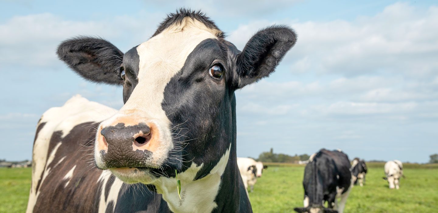 cow in front with a cows behind it