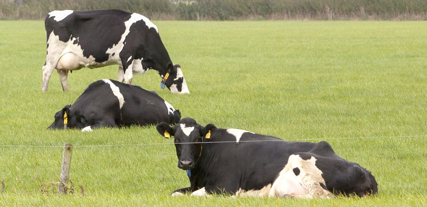 cows relaxing in grass