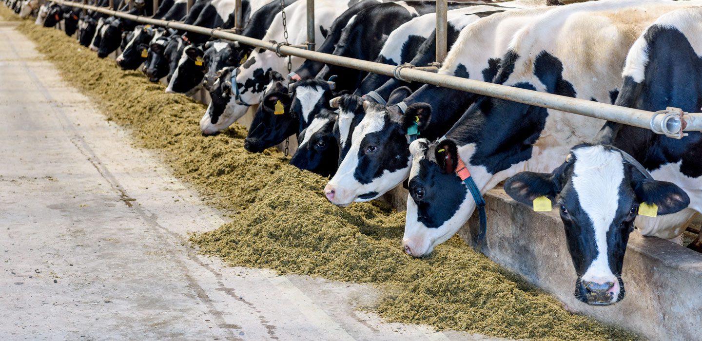 Dairy Cows Eating