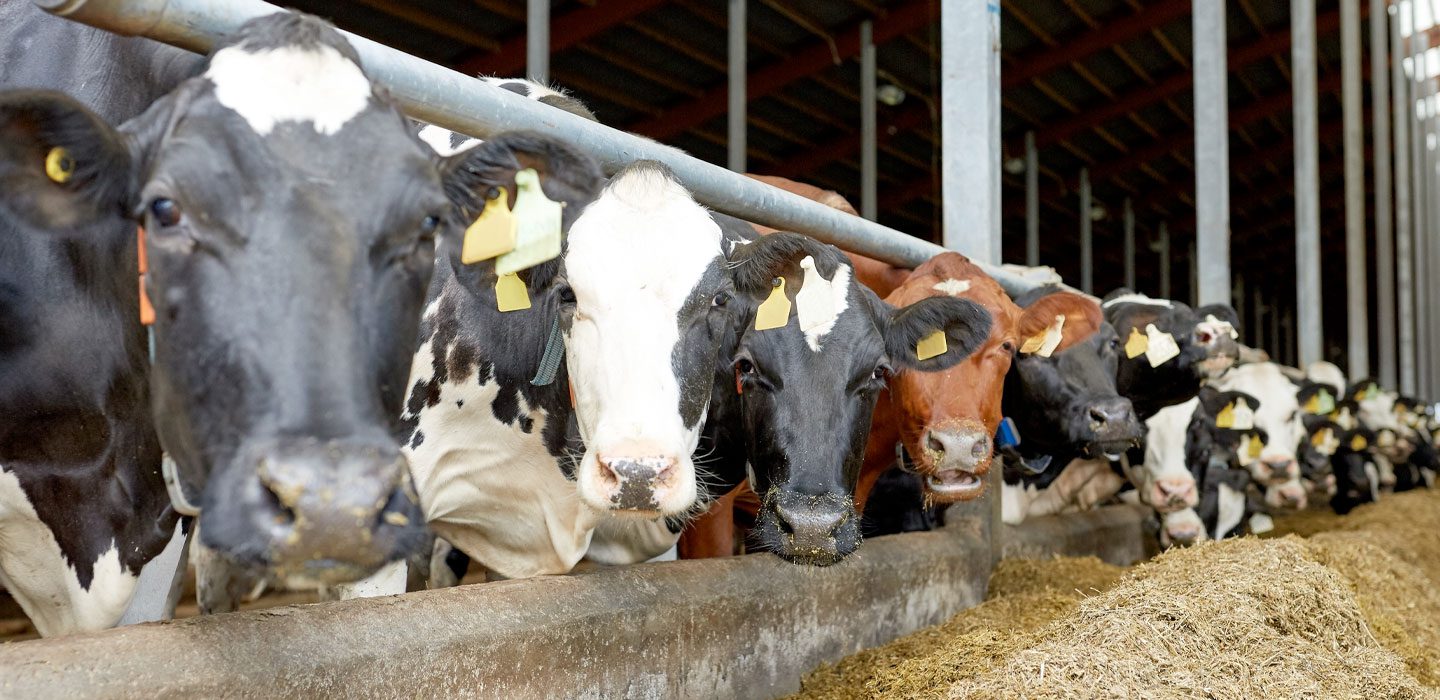 mutiple cows looking at camera