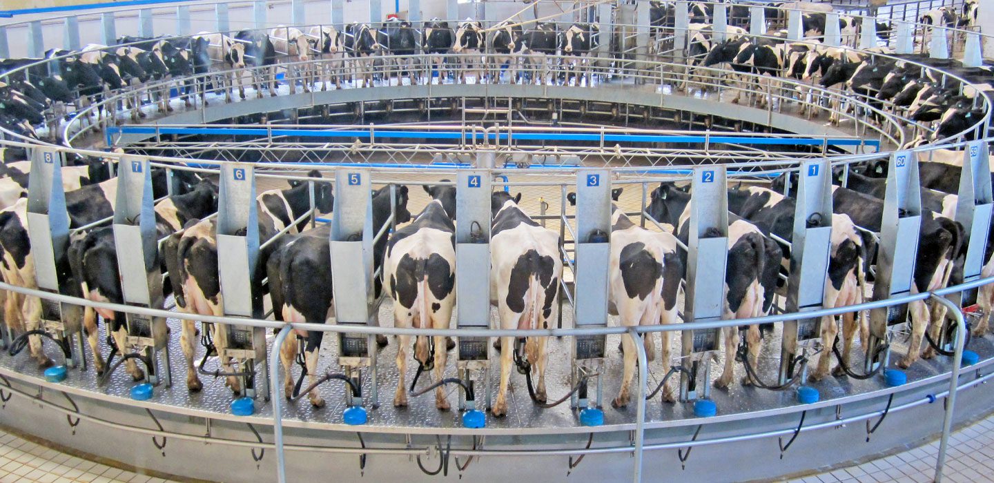 cows on rotating milking platform