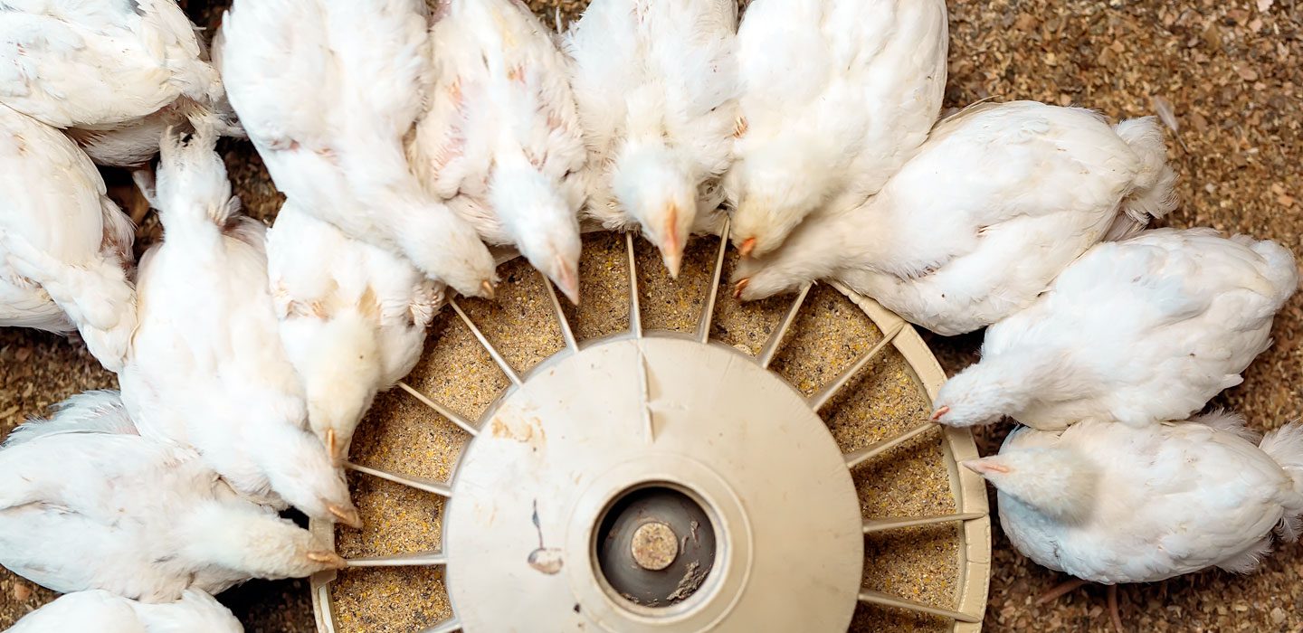 white chickens eating at feeder