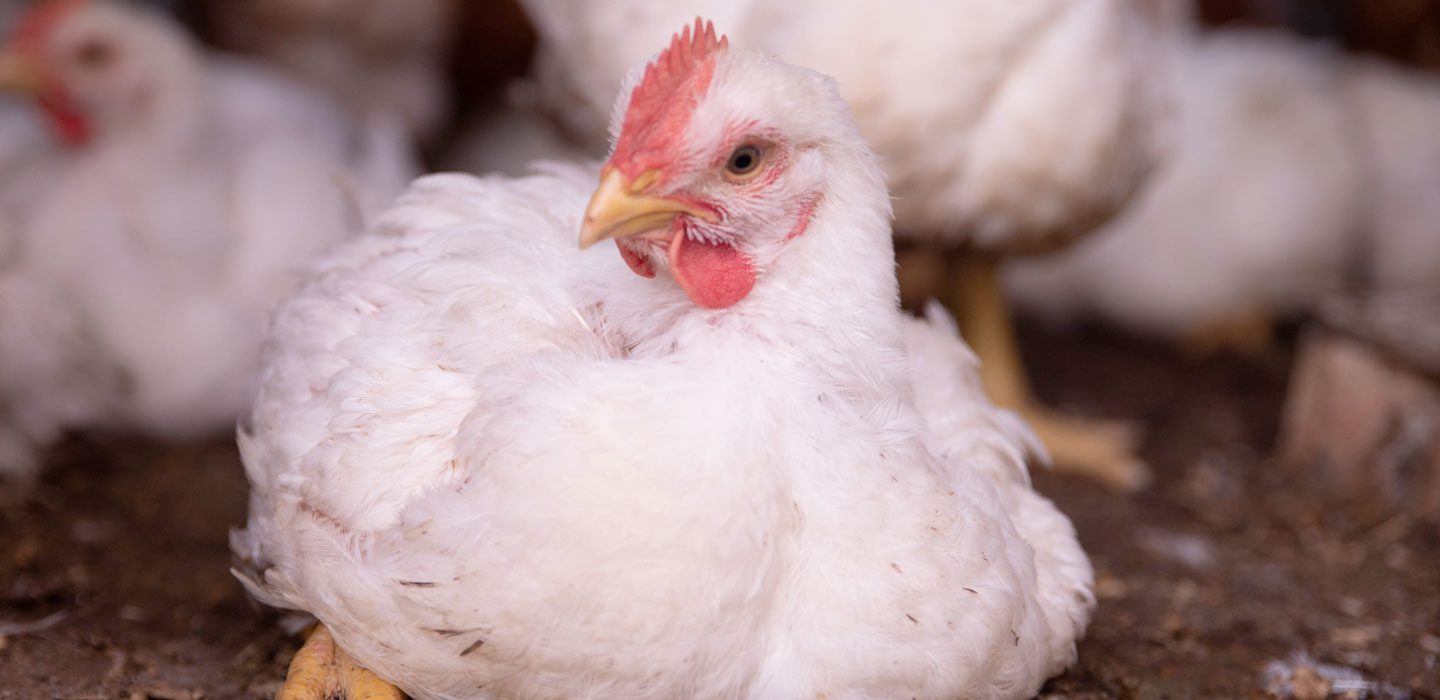 white chicken sitting