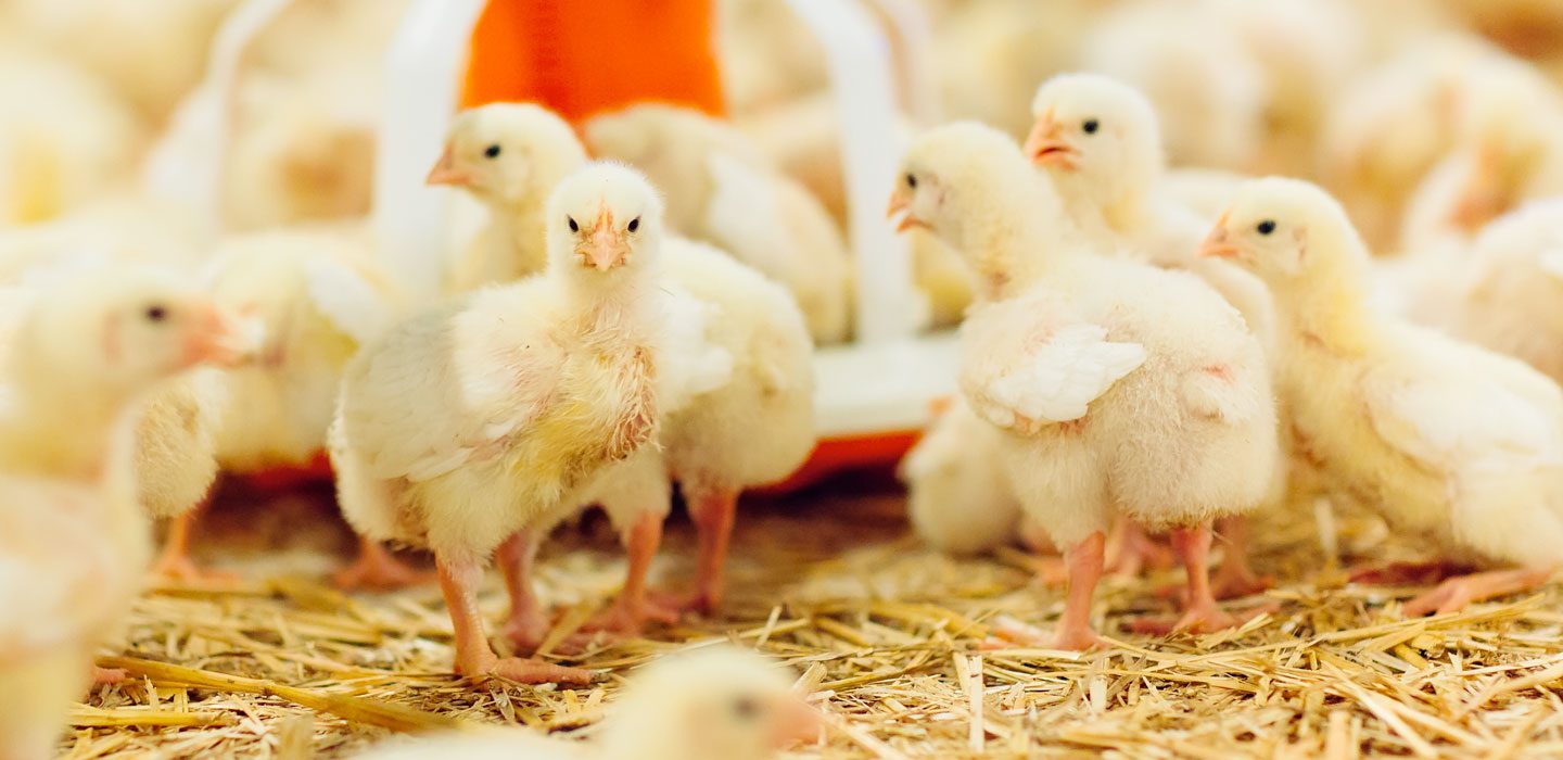 yellow chicks standing around with feeder in background