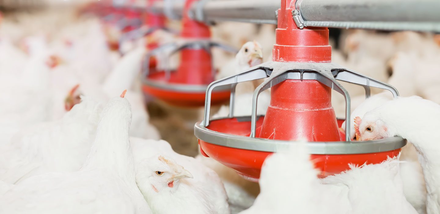 chickens eating out of red feeder