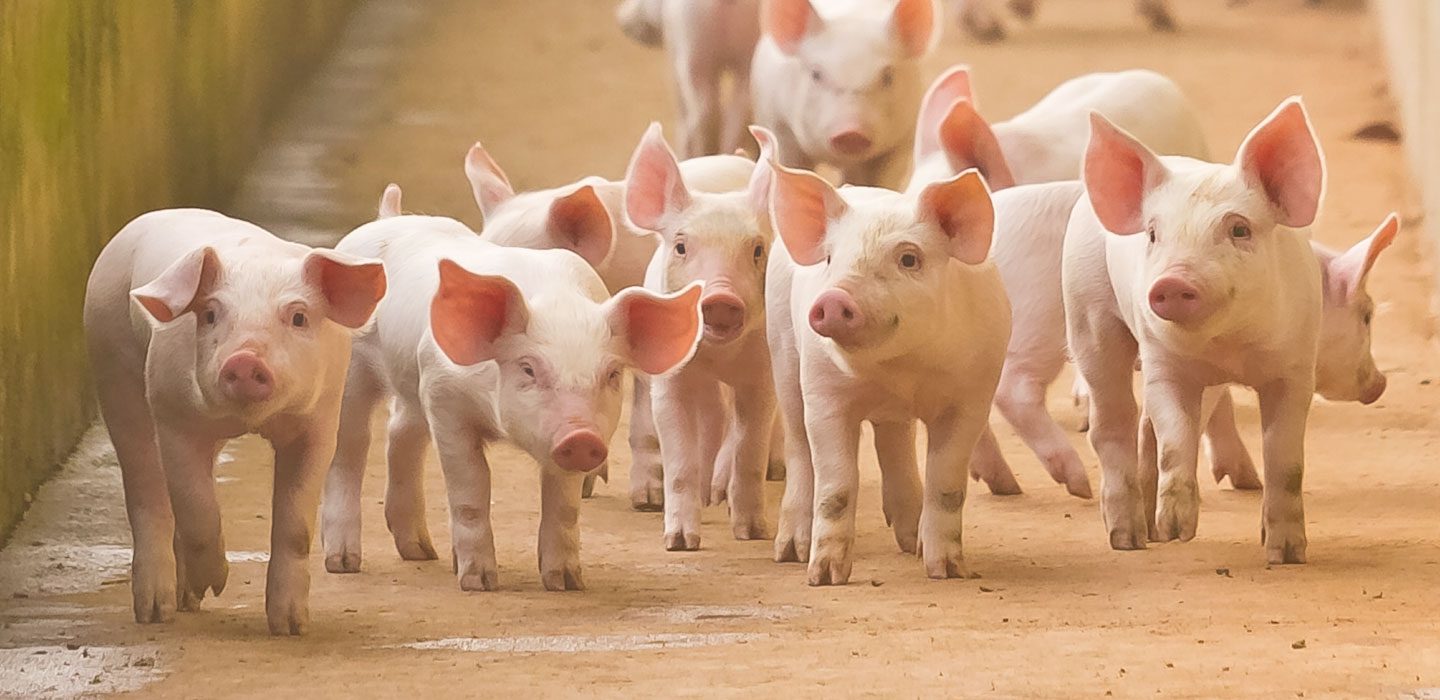 multiple piglets walking