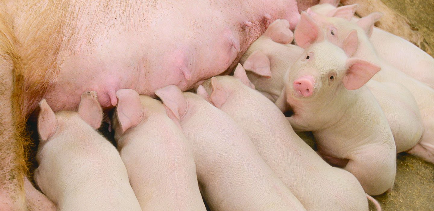 Piglets Suckling