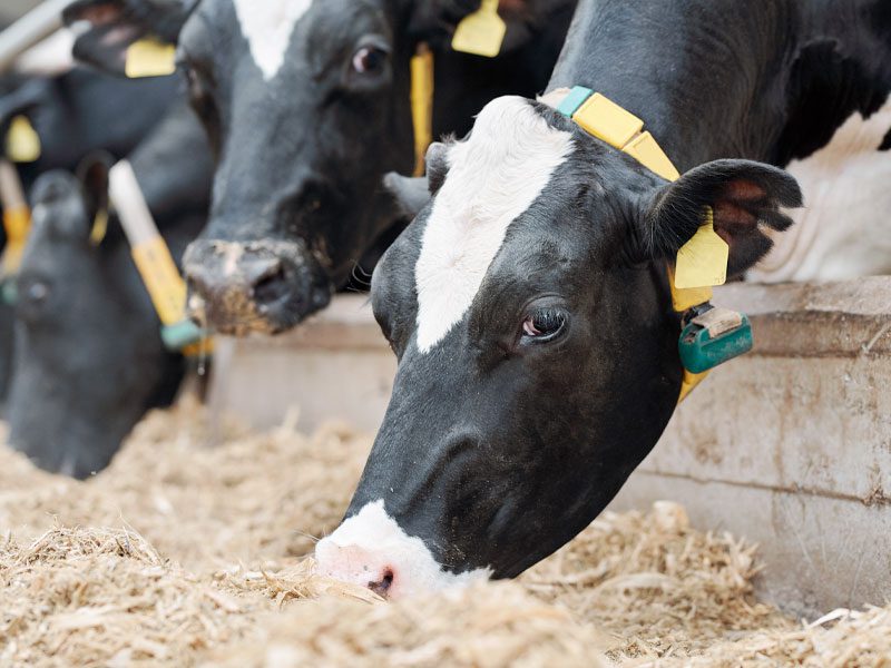 Black and White Milk Cows Eating