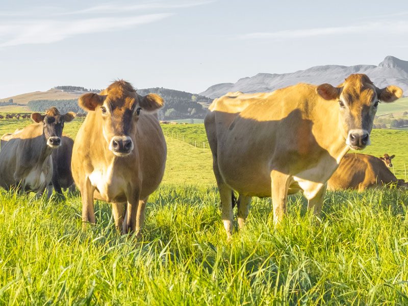 Herd Jersey Cows