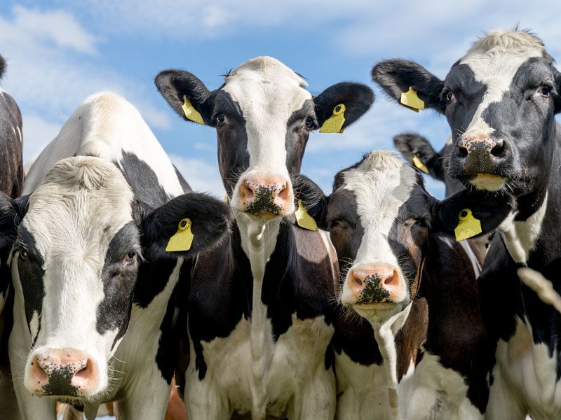 Holsteinfriesian Dairy Cows