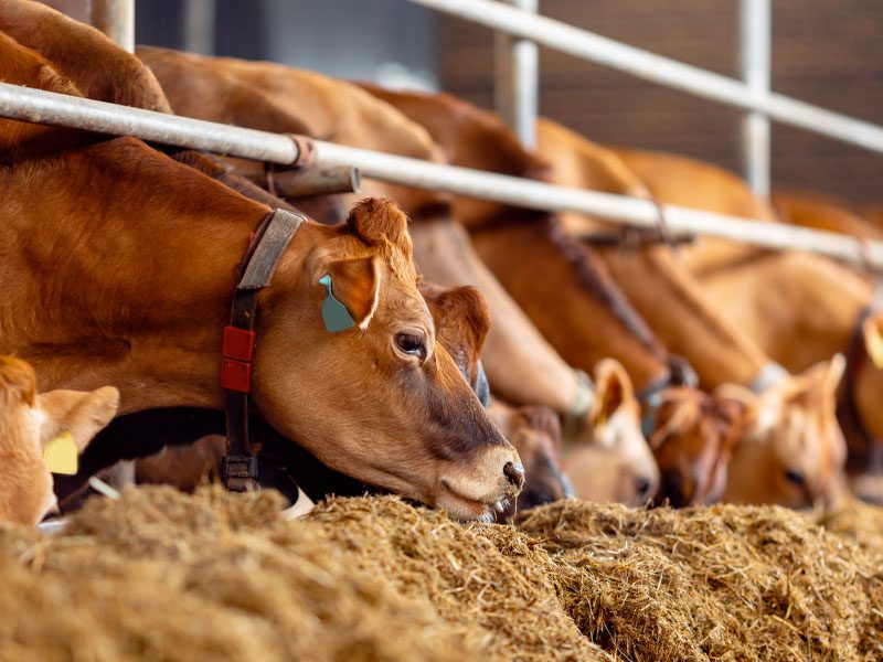 Jersey Dairy Cows Eating