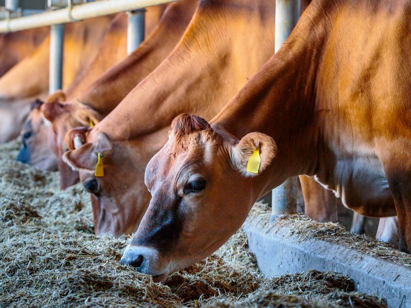 Jersey Cows Eating