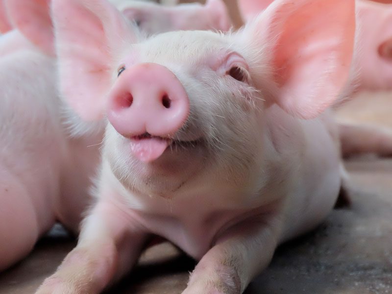 Piglet tongue out