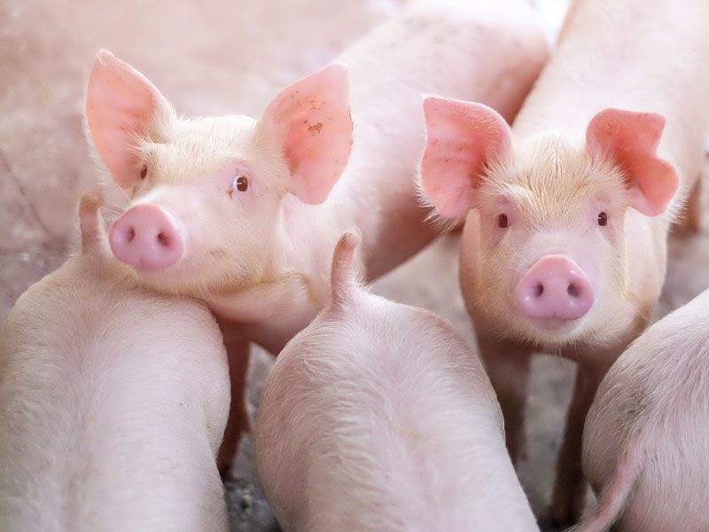 Piglets standing