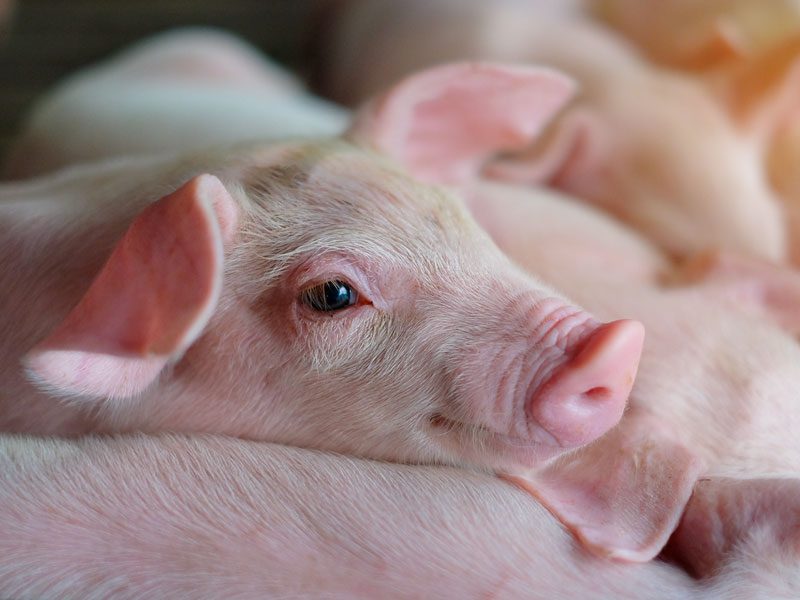 Piglet laying down