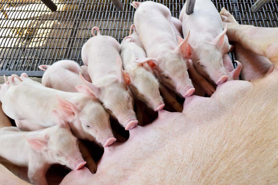 Pig mother is feeding piglets