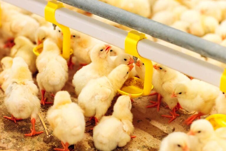 chicks eating on indoor farm