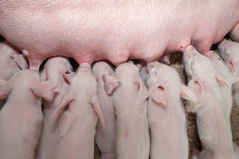 piglets suckling