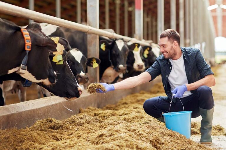 man feeding cows