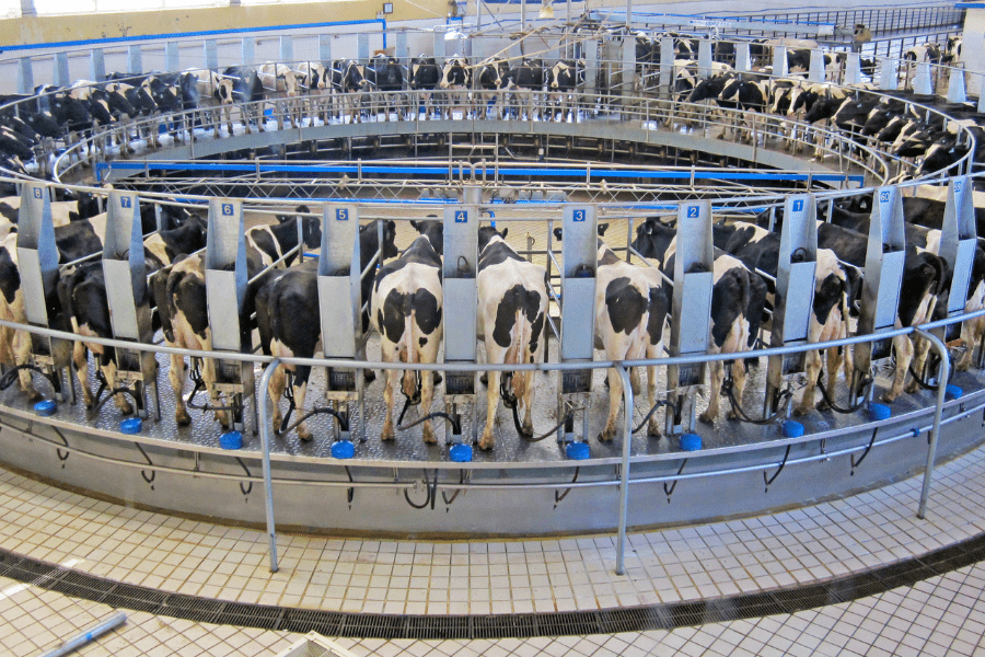 cows getting milked with machinery