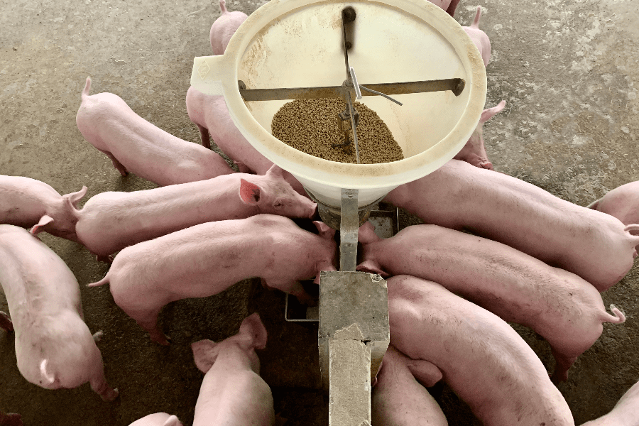 pigs feeding