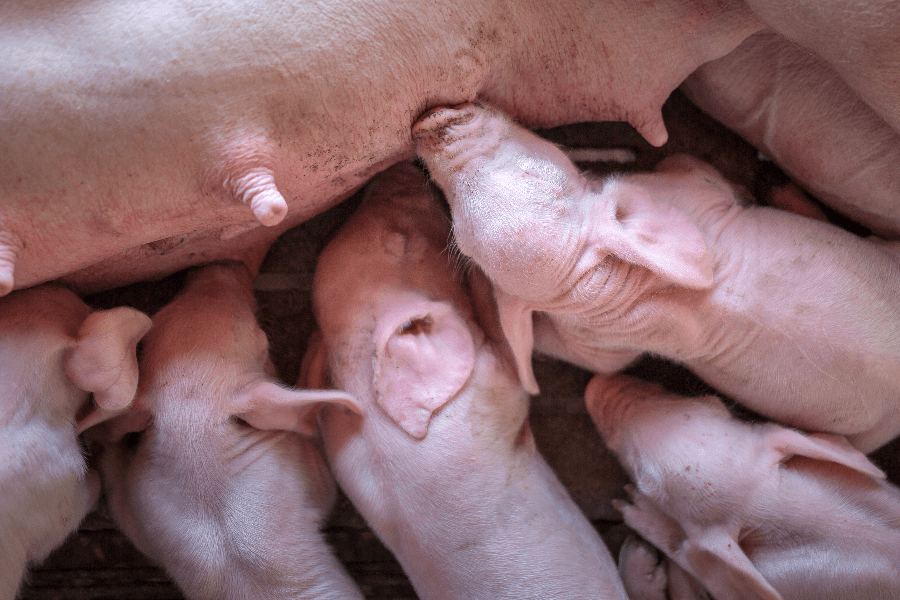 piglets suckling
