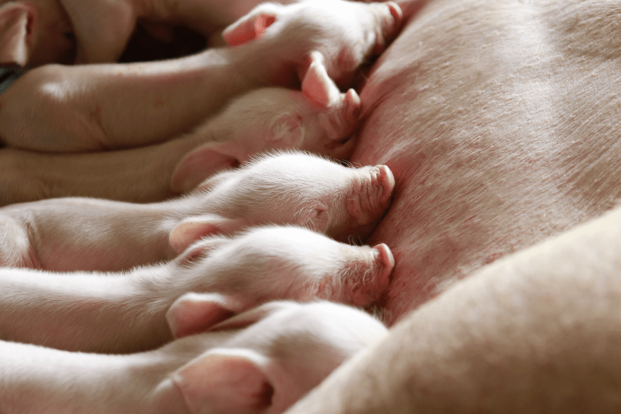 Sow With Piglets