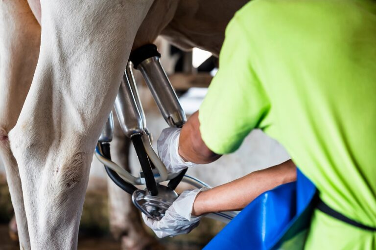 cow being milked