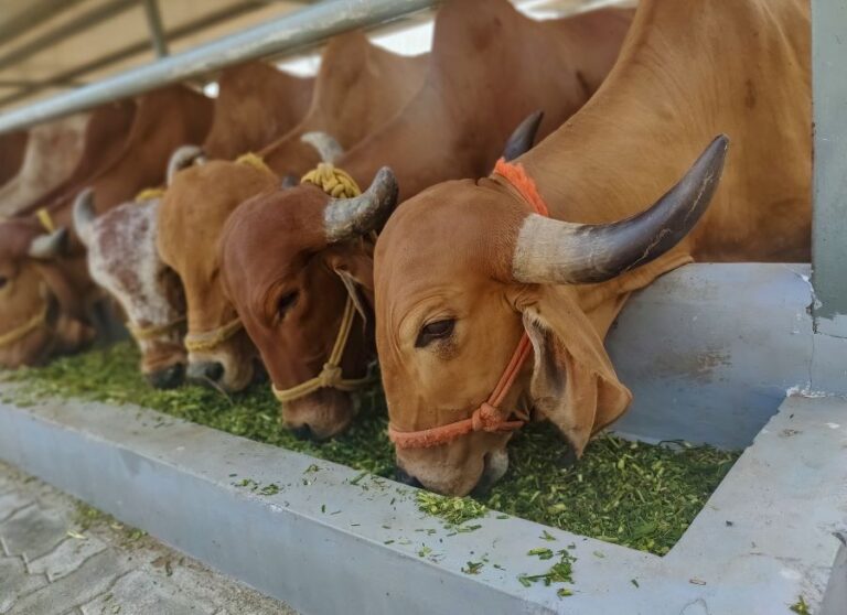 indian gir cows eating