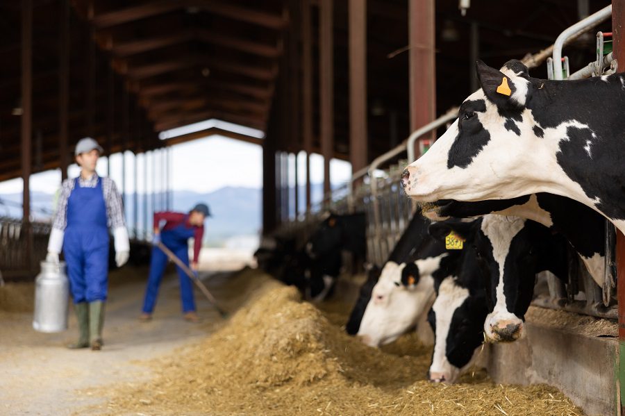 dairy cows in a barn