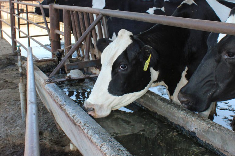 cow drinking