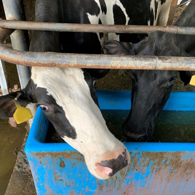 cows drinking