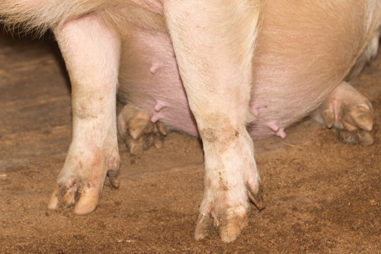 pigs feet