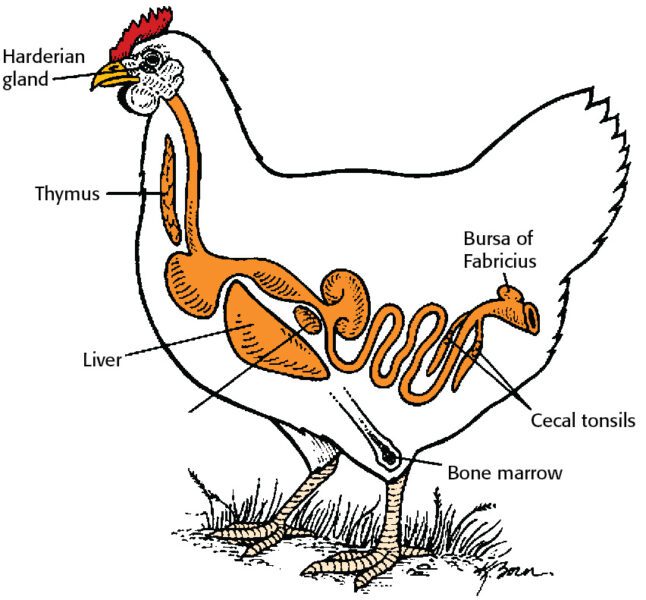 hen immune organs