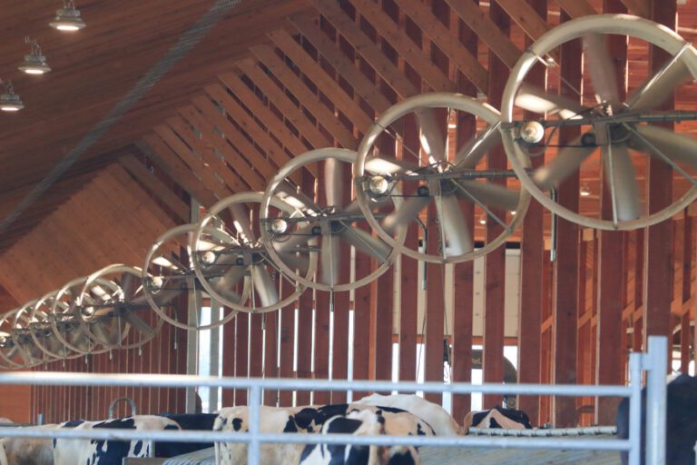 fans used to ventilate and cool inside a cattle dairy barn