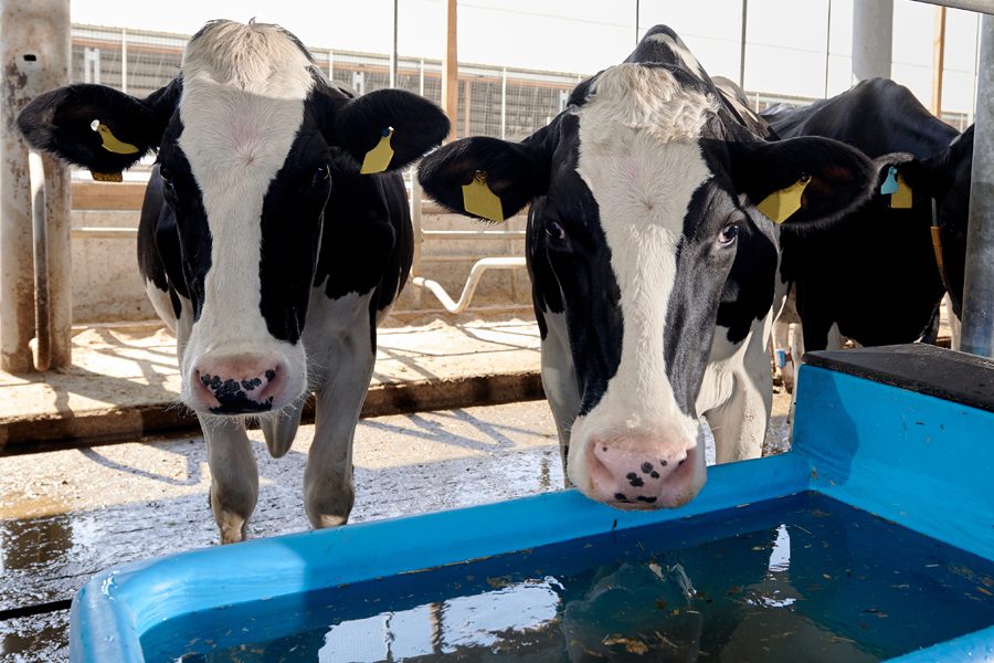 2 cows staring at camera